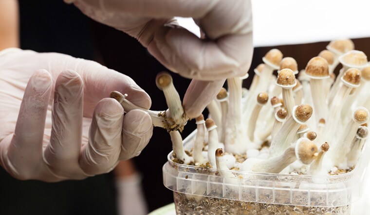magic-mushrooms-for-mental-health-treatment-shutterstock