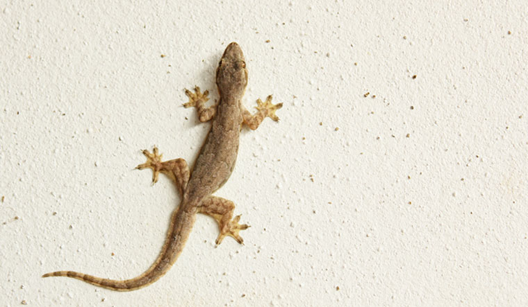 House-lizard-or-little-gecko-on-wall-shut