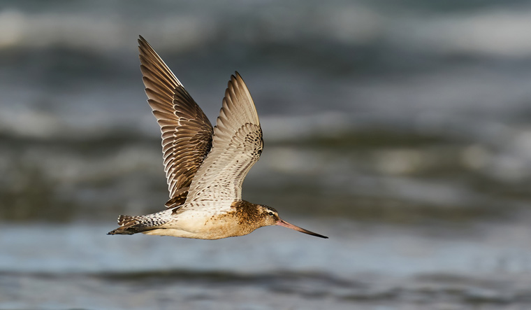 Bar-tailed-godwit-Limosa-lapponica-in-flight-in-its-natural-enviroment-in-Denmark