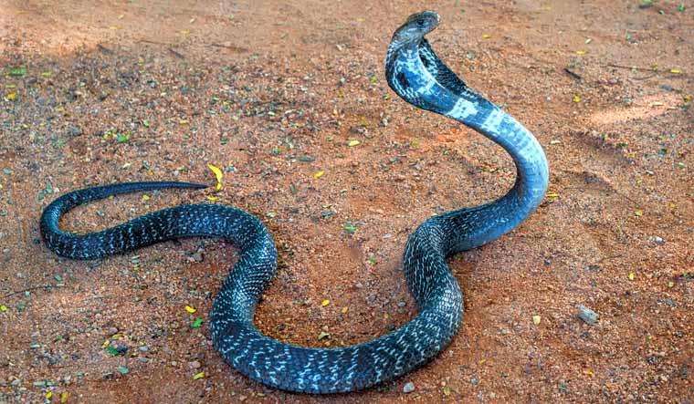 snake-cobra-shut