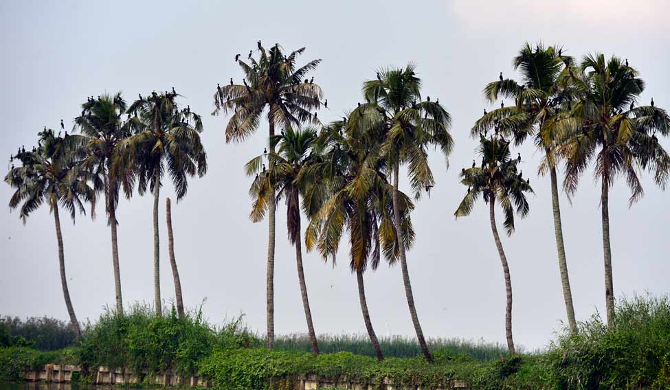 coconut-tree-gopan