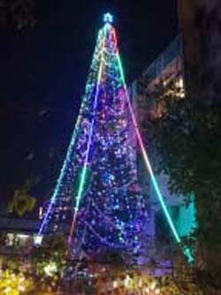 india-christmas-tree-ians-1