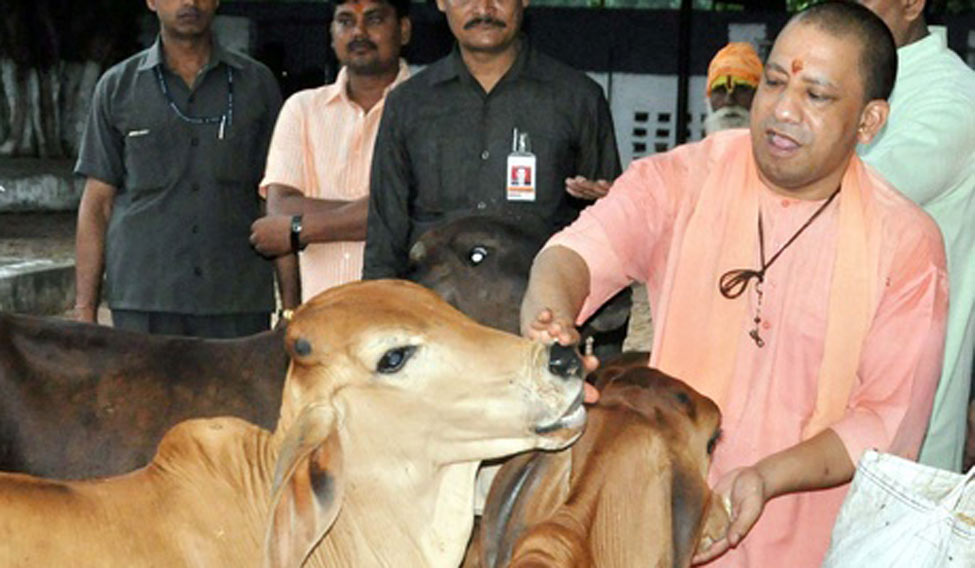 up-cm-yogi-adityanath-cows