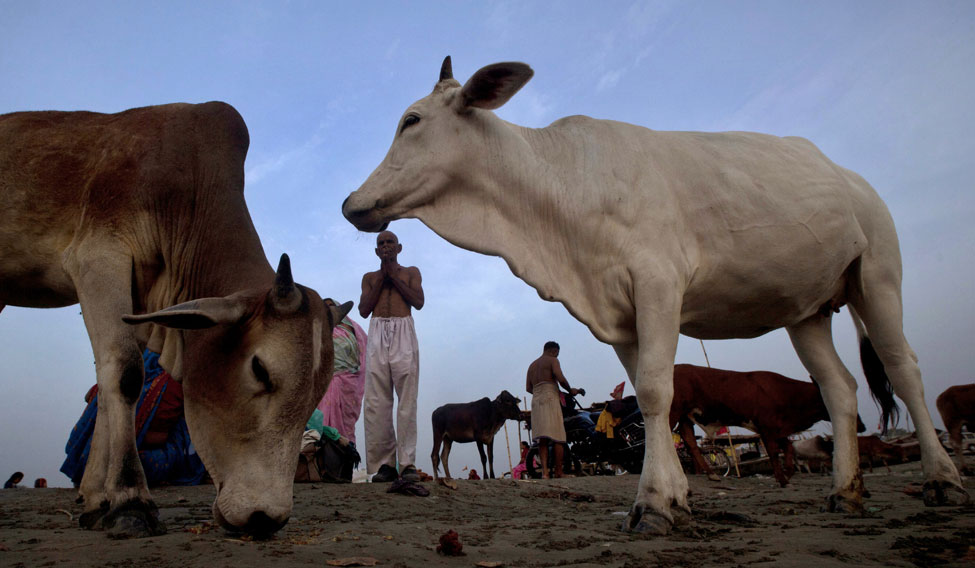 Declare cow as national animal: Rajasthan High Court