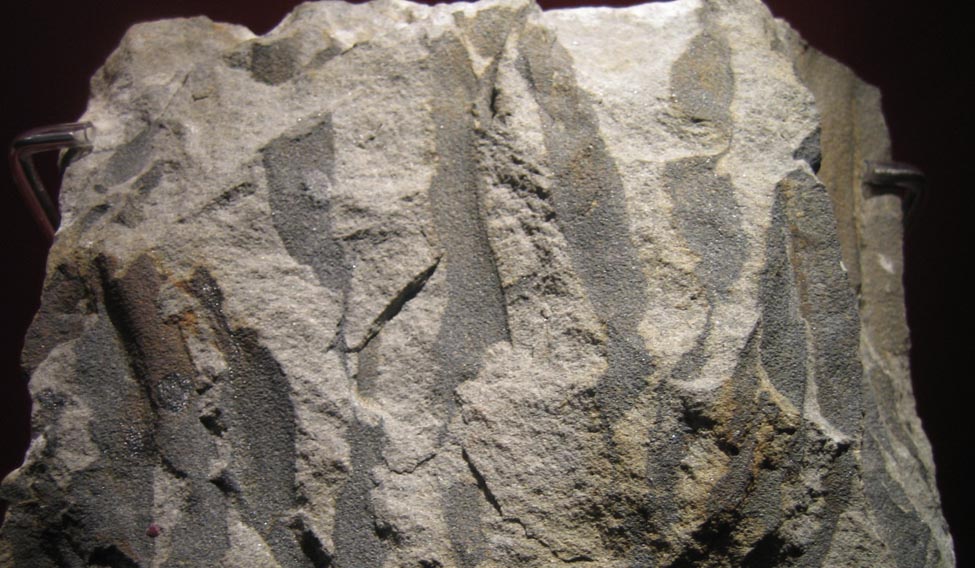 cladoxylopida-fossils-wikimedia-commons