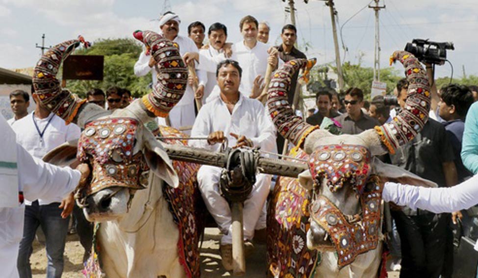 rahul-gandhi-bullock-cart