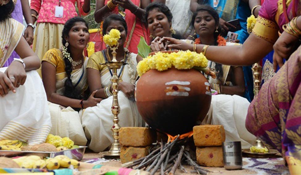 'Pongolo Pongal' fills the air as Tamil Nadu celebrates the harvest