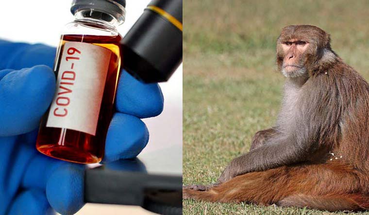 monkey vaccine