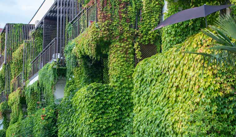 Building-climber-plants-ivy-growing-wall-green-city-urban-greenery-shut