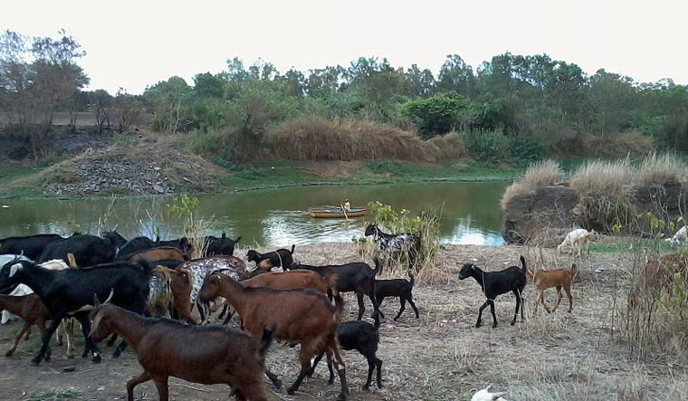[File] Godavari river, Maharashtra | Wikimedia Commons
