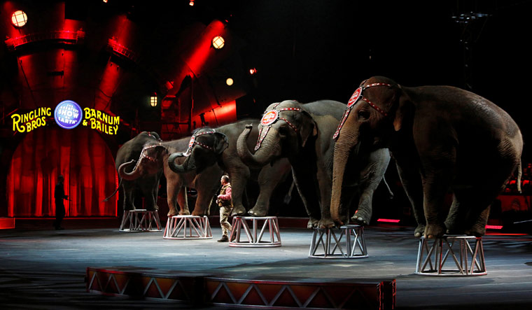 OPINION: Plight of animals in circuses may end soon! - The Week