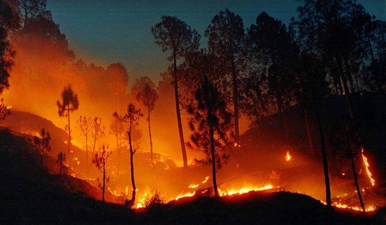 forest fire representational image Reuters