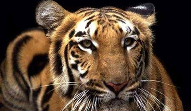 Tiger | Reuters