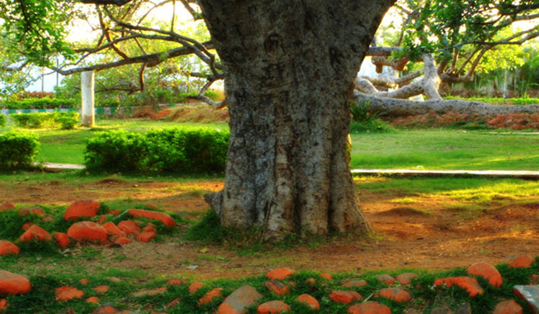 Pillalamarri tree
