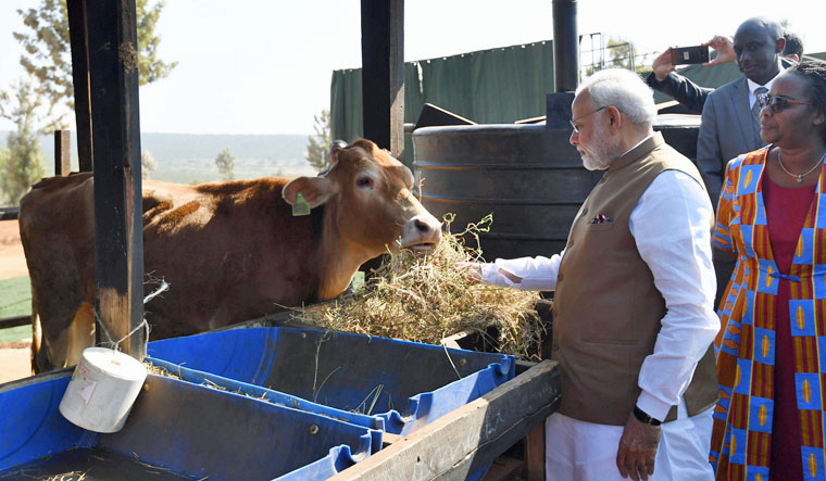 modi rwanda cow