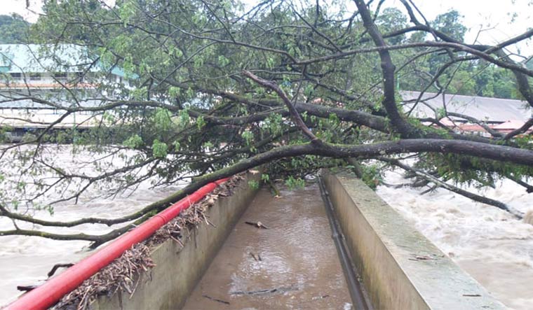 An uprooted tree lies across the Pamba - Sabarimala Triveni bridge | Nikhil Raj