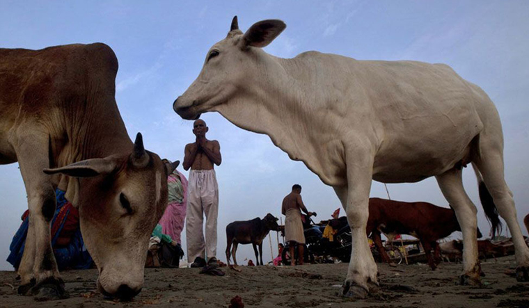 Uttar Pradesh govt to start ambulance service for cows - The Week
