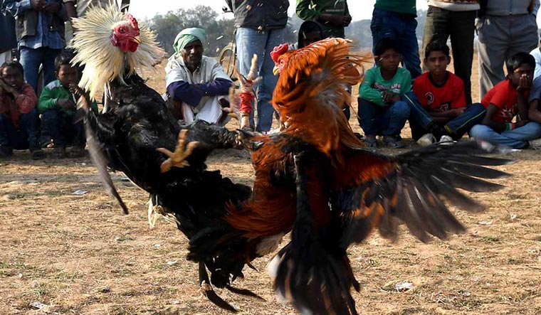 Two roosters engaged in a deadly fight 