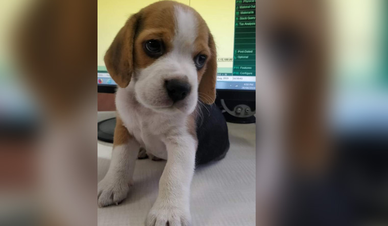 After Zomato delivery boy steals pet beagle, Twitter explodes with limericks