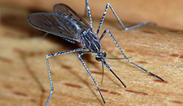 Japanese encephalitis mosquito