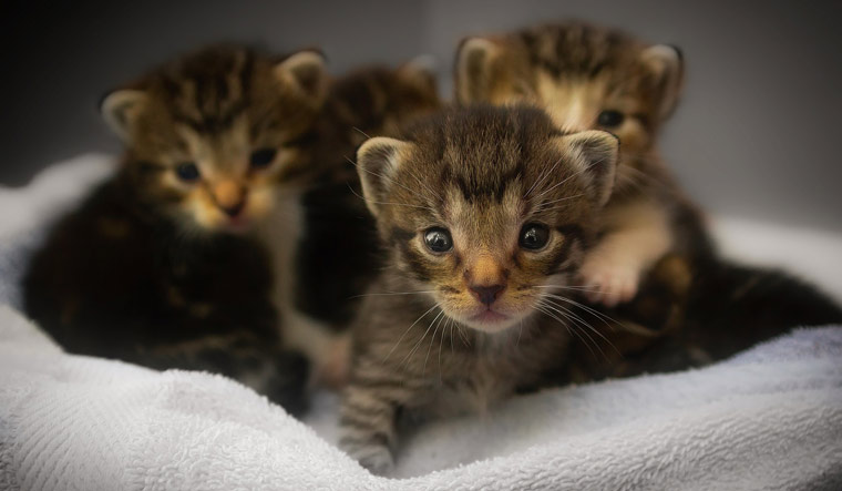 baby-kittens