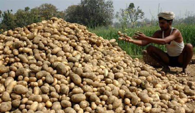 Bengal traders searching for answers of potato price rise - The Week