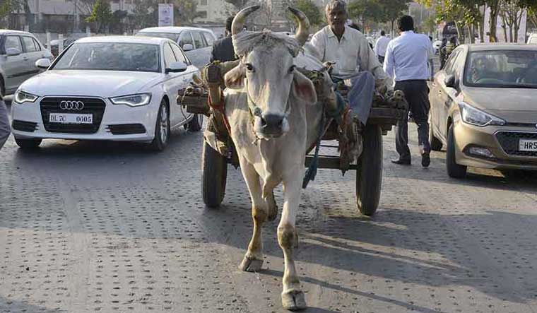 All animals in Haryana to be ‘legal persons’, orders High Court 