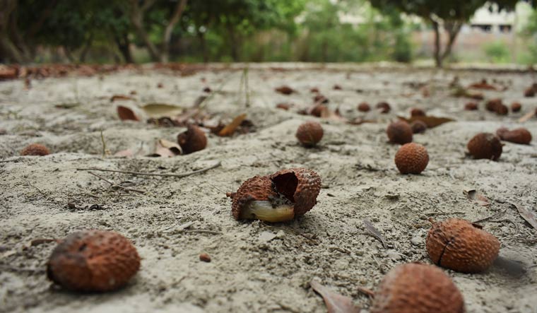 Lychee fruits are seen on the ground at Hichara village of Muzaffarpur district in Bihar | AFP