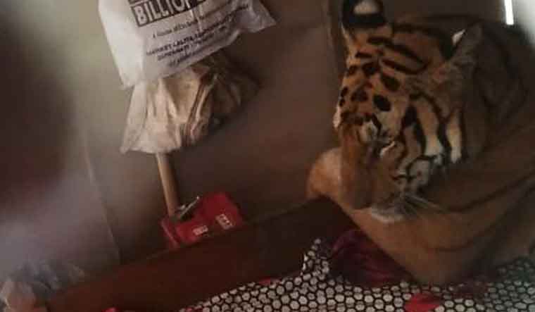 The tiger found inside a house in Assam | Image courtesy: Wildlife Trust India