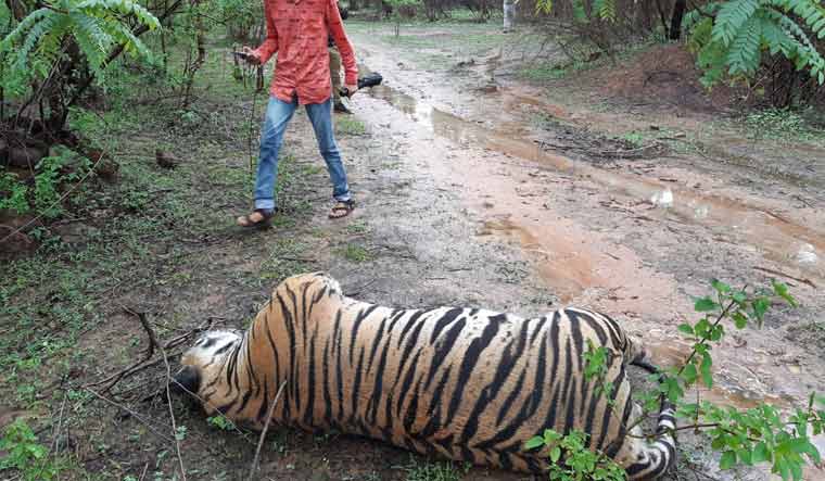 Tiger dead MP Ghunghuti 