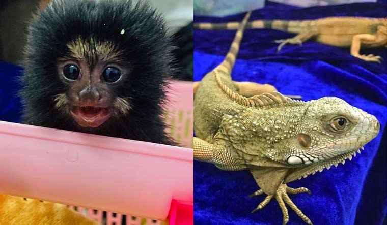 The animals seized by Customs officials at Chennai international airport | Supplied