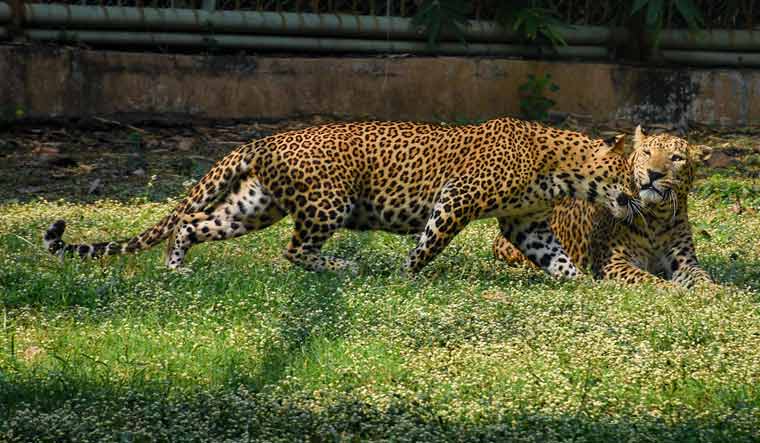 leopards pti