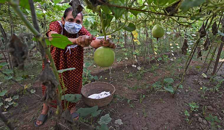 Photo Feature: Vasai's suburban farmers distribute vegetables amid