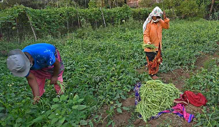 Photo Feature: Vasai's suburban farmers distribute vegetables amid