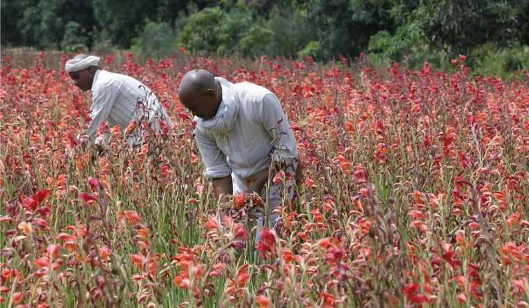 flower-farming