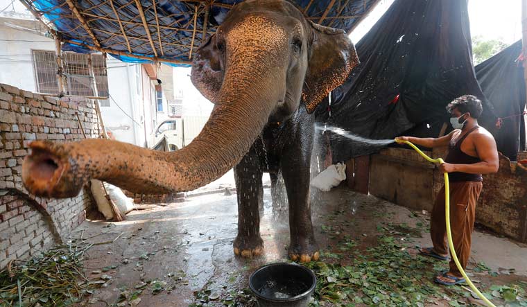 Phoolkali lives in a 40 by 40 feet space, covered by a bamboo and plastic cover, in front of the Pathan home in Lucknow’s Triveni Nagar locality | Pawan Kumar