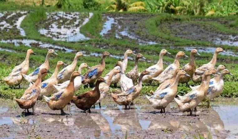 Bird flu: Centre asks all states to be prepared for any eventuality - The Week