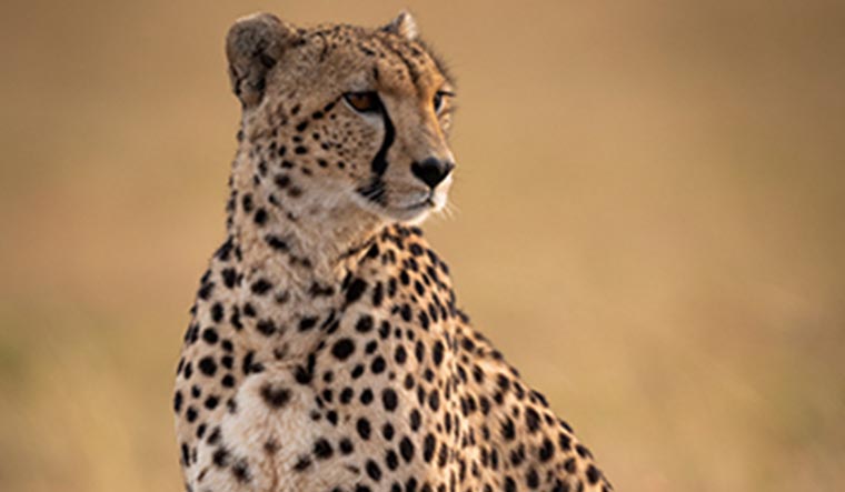 cheetah-file