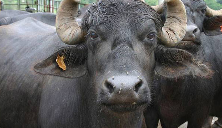 buffalo-pic-reuters