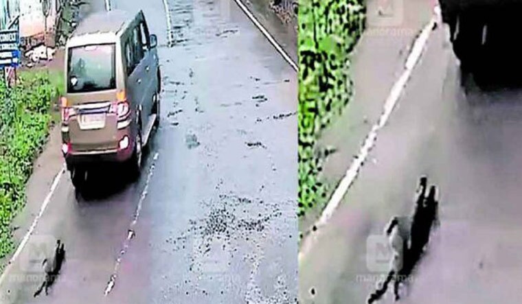 Kerala: Dog dies after being tied to car, dragged along road; youth ...