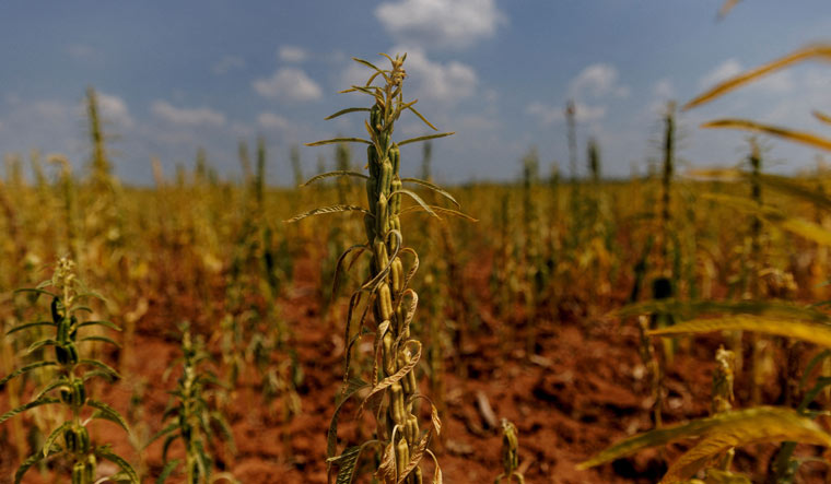 Food production and unsustainable agricultural practices are the biggest reason for biodiversity loss | Reuters