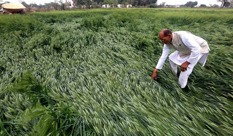 Damaged crops on the outskirts of Bhopal