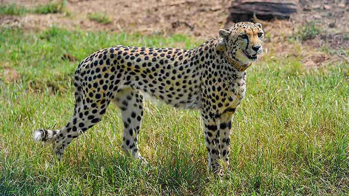 Instead of Kuno National Park, these cheetahs will stay in Gandhi Sagar | Representative image