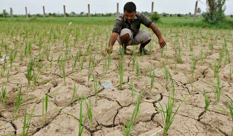 crop-damage-drought-reuters