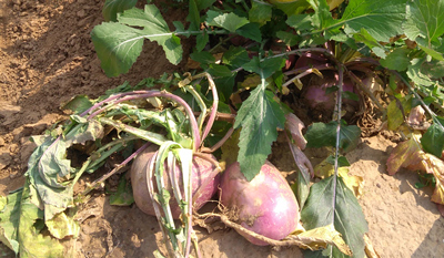 Turnips from the Kosara garden | Vijaya Pushkarna