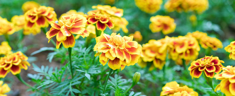 marigold-1