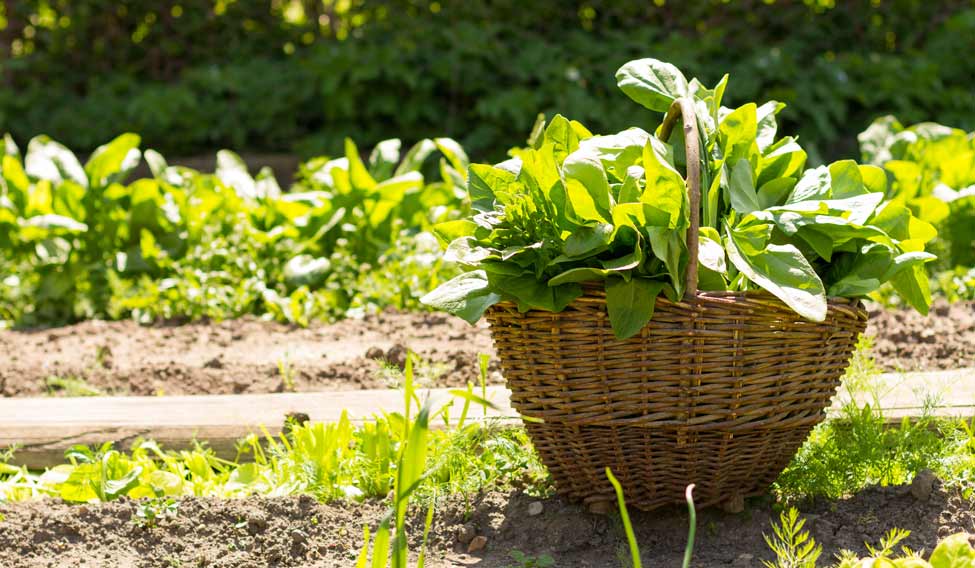 safe-to-eat-spinach-on-your-way