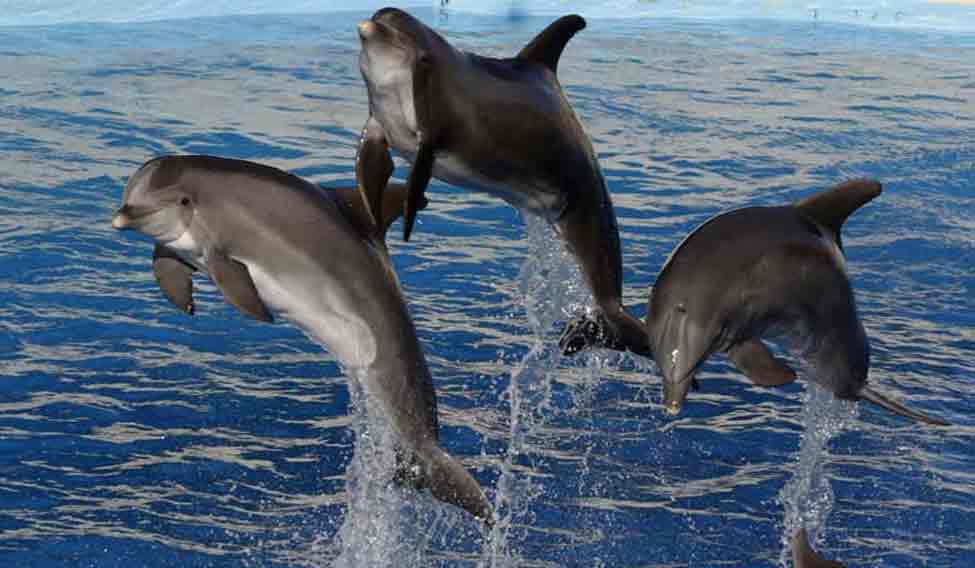 dolphins-cute