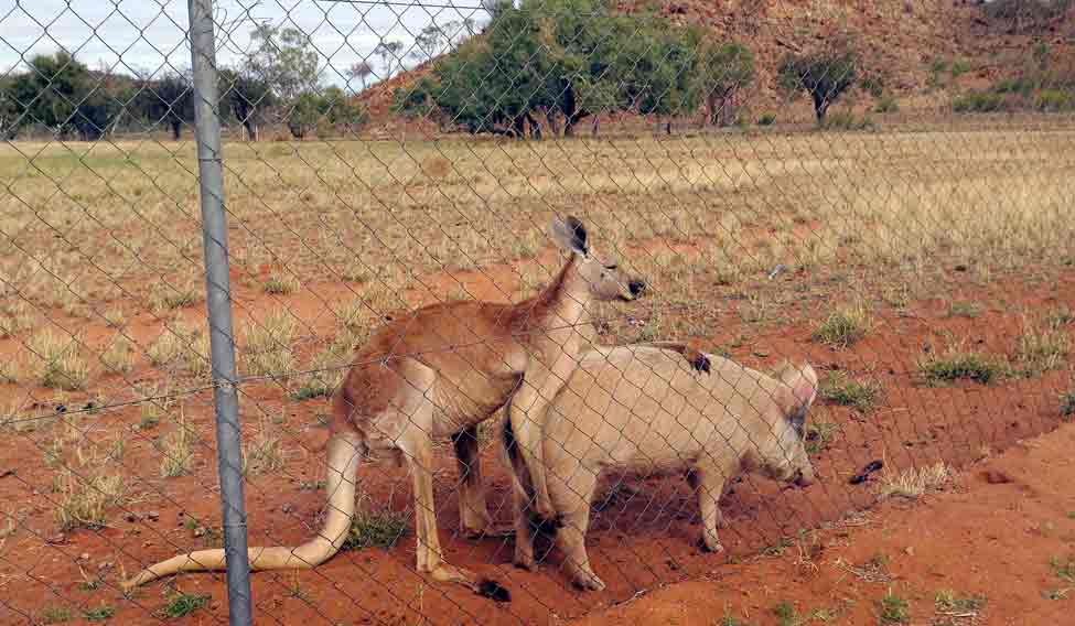 Kangaroo and Pig love