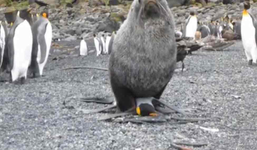 seal-penguin